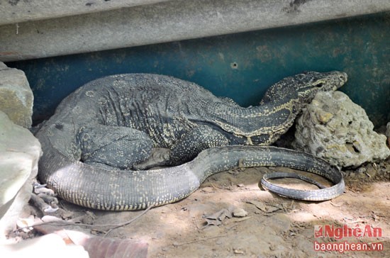 Cách đây hơn 2 tháng, lực lượng kiểm lâm Thành phố Vinh bắt vụ vận chuyển 5 con kỳ đà (là động vật quý hiếm) và giao lại cho Trung tâm Cứu hộ động vật hoang dã thuộc VQG Pù Mát. 5 con  kỳ đà hoang dã này được nuôi dưỡng và chăm sóc trong ngôi nhà lưới. Đây là một trong những con kỳ đà "khủng" đang được chăm sóc tại Trung tâm cứu hộ động vật.